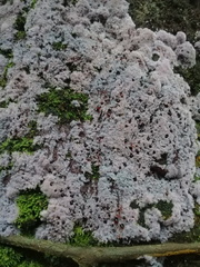 Punctularia atropurpurascens