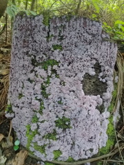 Punctularia atropurpurascens