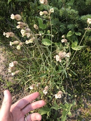 Silene drummondii