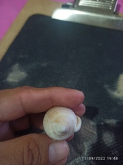 Semicassis granulata