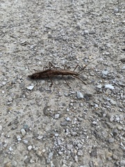 Anisomorpha ferruginea