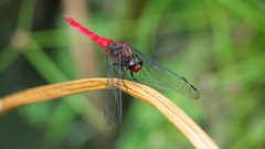 Orthetrum chrysis
