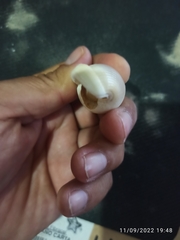 Semicassis granulata