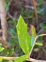 Quercus minima