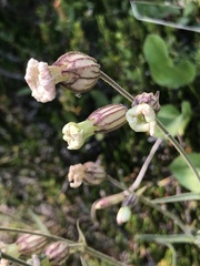 Silene drummondii