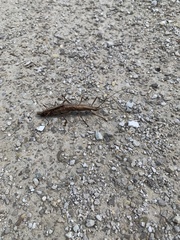 Anisomorpha ferruginea