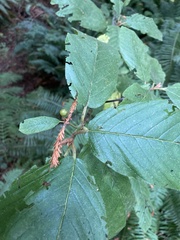 Rhamnaceae