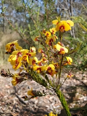 Dillwynia elegans