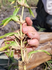 Stenotaphrum secundatum