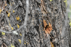 Rhionaeschna californica