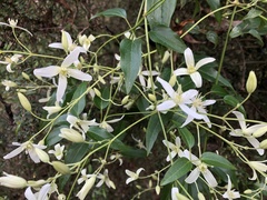 Clematis aristata