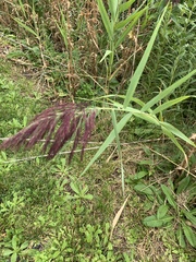 Phragmites