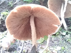 Pluteus longistriatus