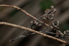 Eucalyptus eugenioides