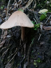 Pluteus longistriatus