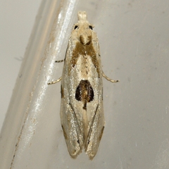 Aethes angustana
