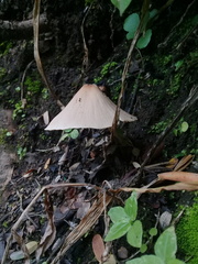 Pluteus longistriatus