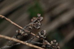 Eucalyptus eugenioides
