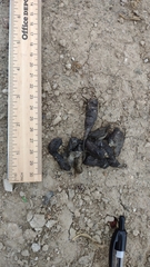 Urocyon cinereoargenteus