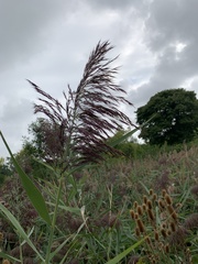 Phragmites