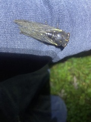 Neotibicen lyricen