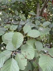 Alnus