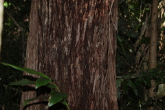 Eucalyptus eugenioides
