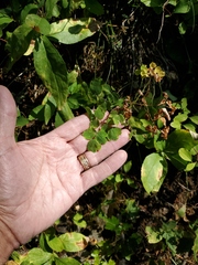 Thalictrum occidentale