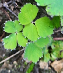 Aquilegia canadensis