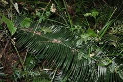 Lepidozamia peroffskyana