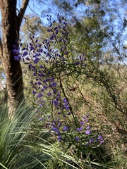 Comesperma