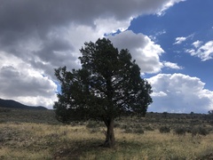 Juniperus scopulorum