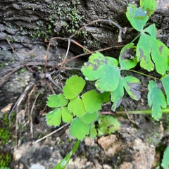 Aquilegia canadensis