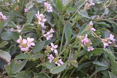 Cakile maritima