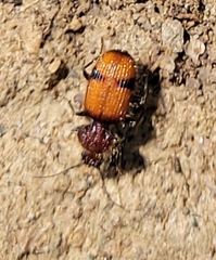 Micrixys distincta