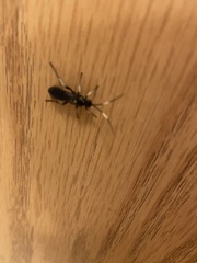 Cratichneumon