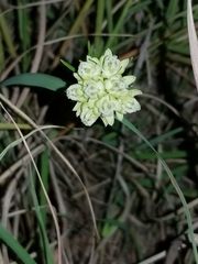 Asclepias stenophylla