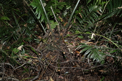 Lepidozamia peroffskyana