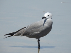 Leucophaeus modestus