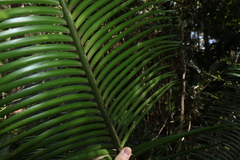 Lepidozamia peroffskyana