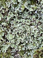 Cladonia apodocarpa
