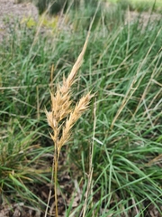 Rytidosperma racemosum