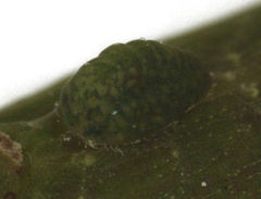 Madarococcus totarae