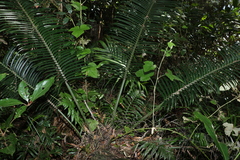 Lepidozamia peroffskyana