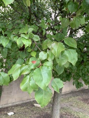 Pyrus