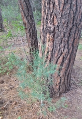 Juniperus deppeana