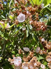 Kalmia