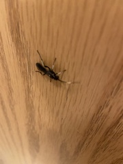 Cratichneumon