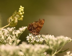 Polygonia comma