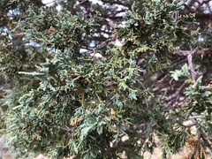 Juniperus scopulorum